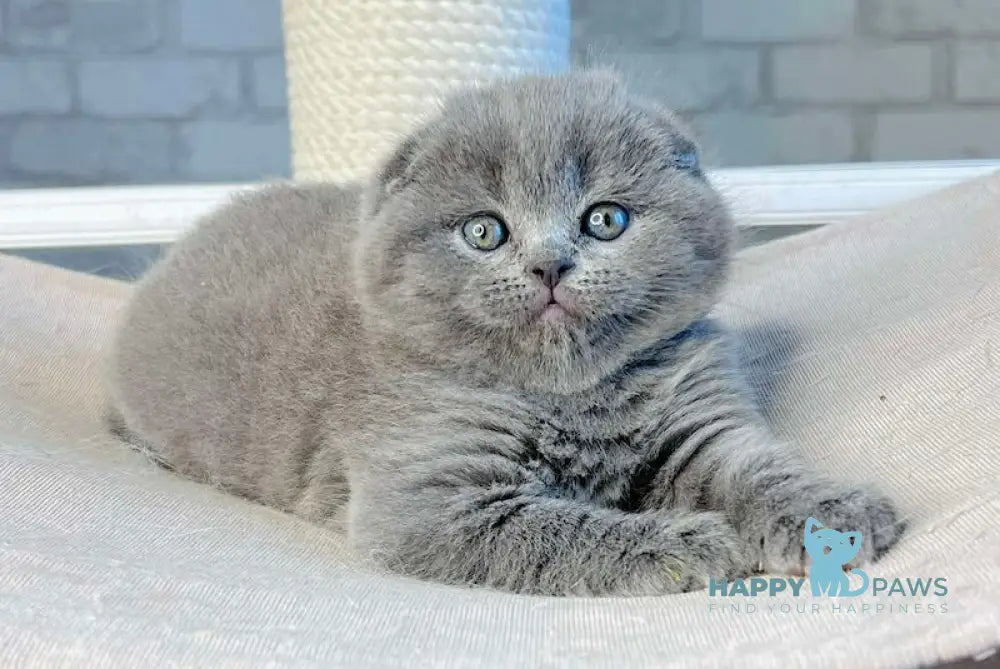 Levi Scottish Fold Male Blue Live Animals