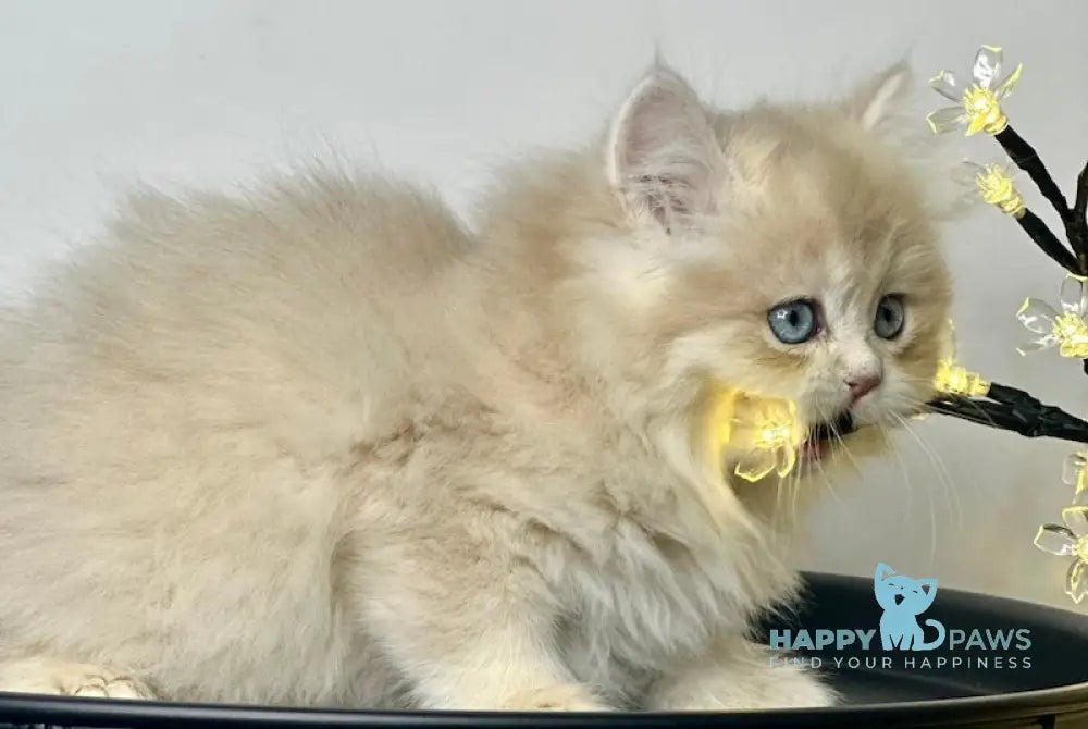 Lexus British Longhair Male Blue Golden Chinchilla Live Animals