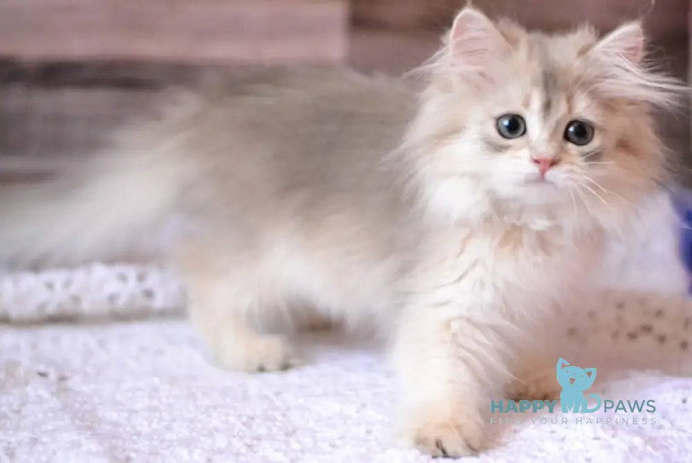 Lila British Longhair Female Blue Golden Shaded Live Animals