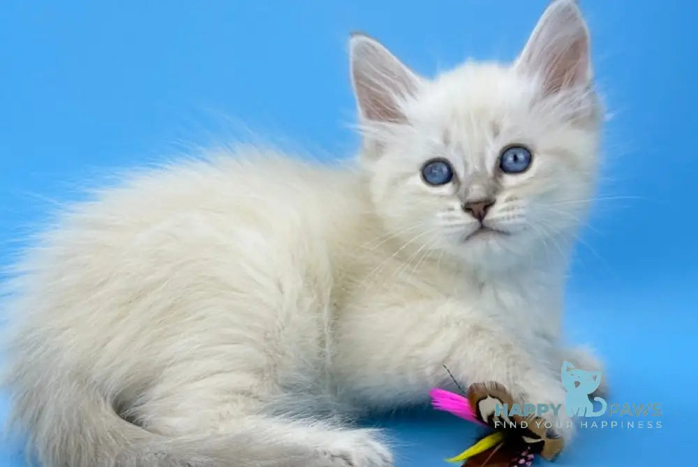 Lilies Siberian Female Blue Tabby Pointed Live Animals