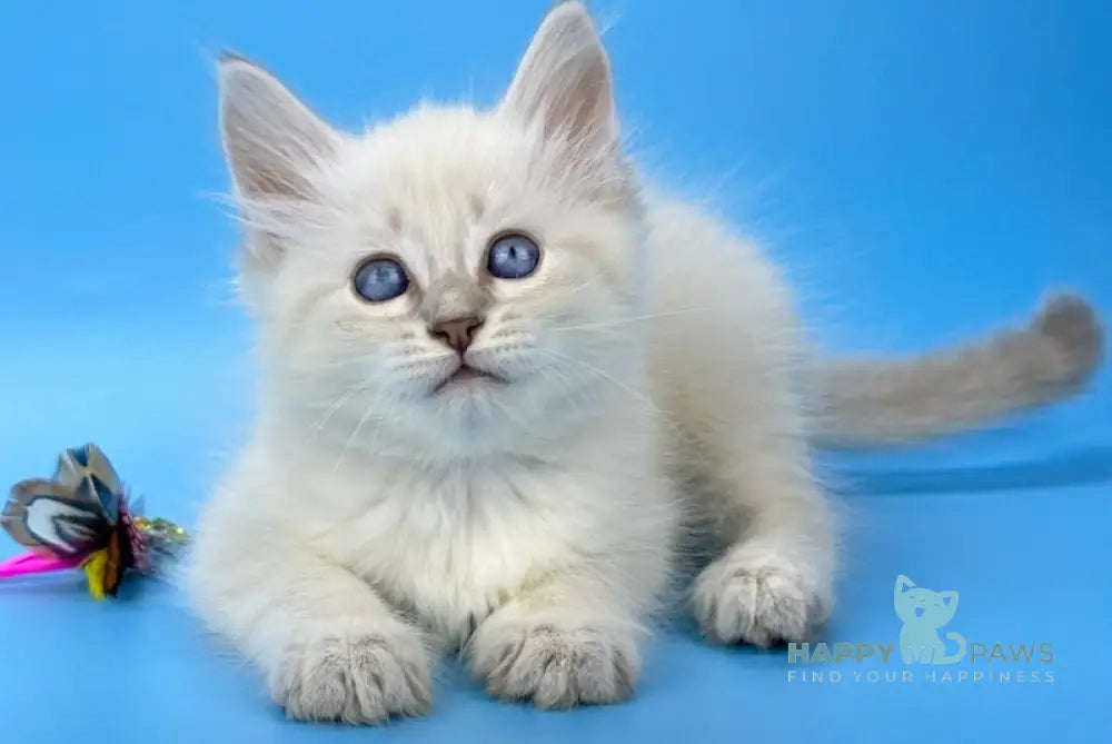 Lilies Siberian Female Blue Tabby Pointed Live Animals