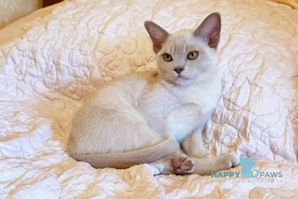 Lilly Burmese Female Lilac Live Animals