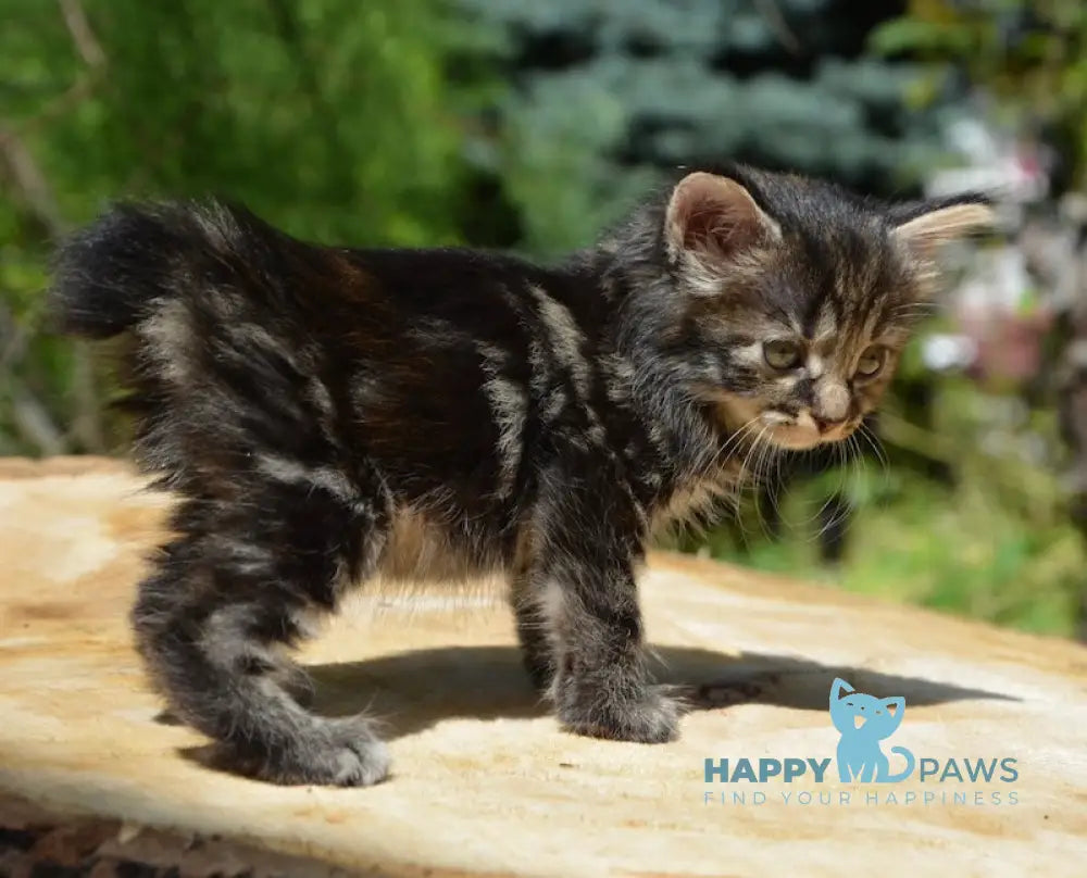 Lilu Kurilian Bobtail Female Black Tortie Tabby Live Animals