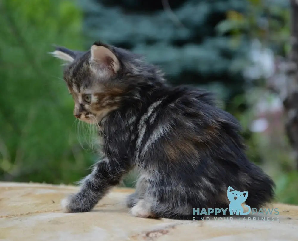 Lilu Kurilian Bobtail Female Black Tortie Tabby Live Animals