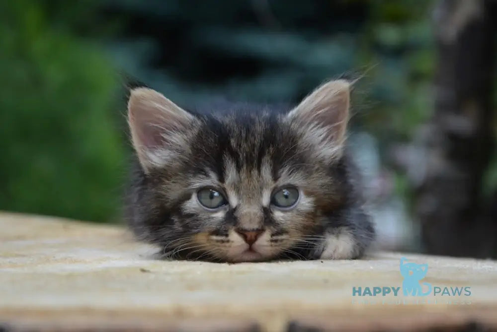 Lilu Kurilian Bobtail Female Black Tortie Tabby Live Animals