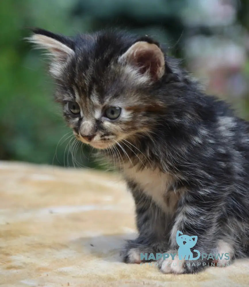 Lilu Kurilian Bobtail Female Black Tortie Tabby Live Animals