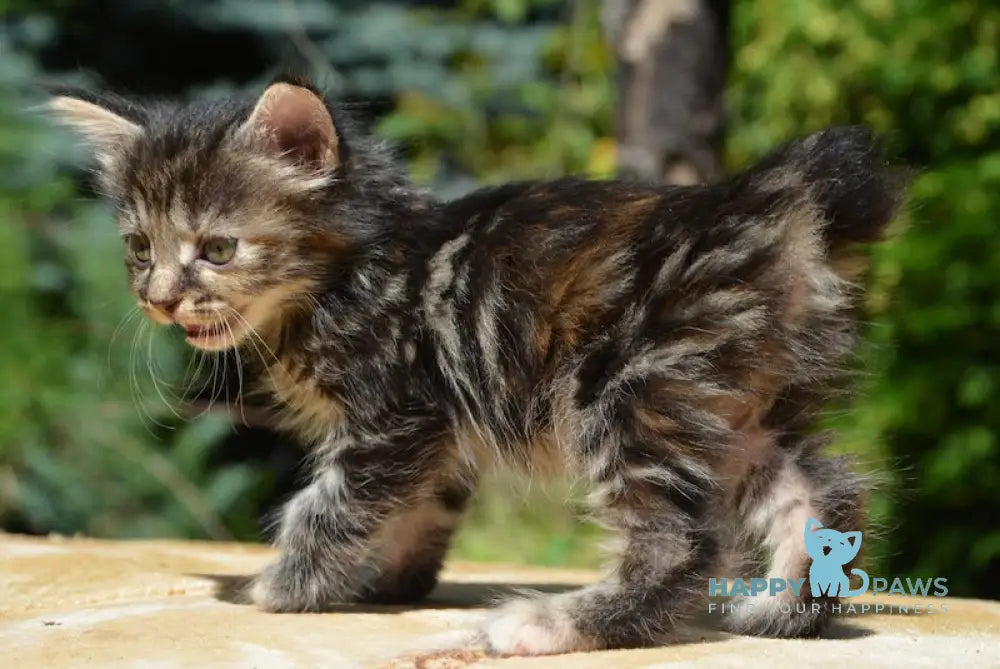 Lilu Kurilian Bobtail Female Black Tortie Tabby Live Animals