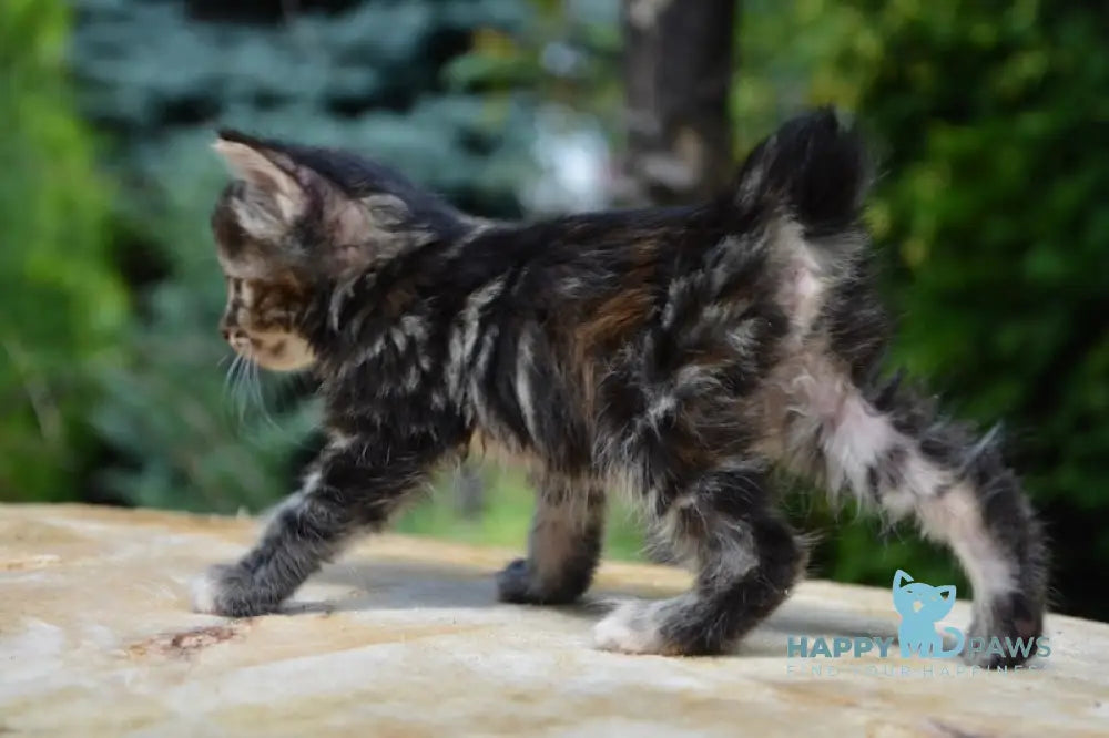 Lilu Kurilian Bobtail Female Black Tortie Tabby Live Animals