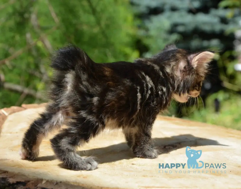 Lilu Kurilian Bobtail Female Black Tortie Tabby Live Animals