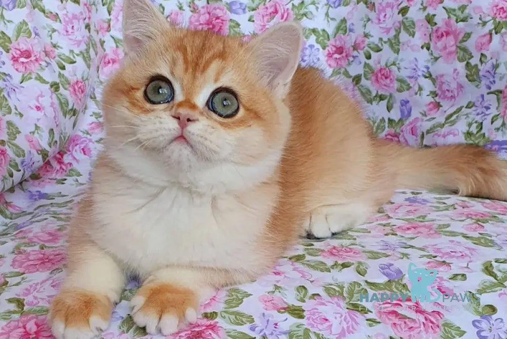 Lily British Shorthair female black golden chinchilla live animals