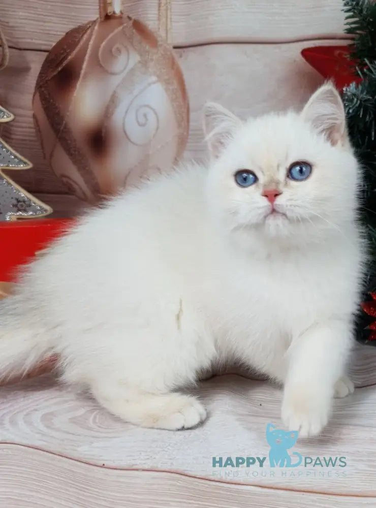 Lily British Shorthair Female Chocolate Golden Chinchilla Pointed Live Animals