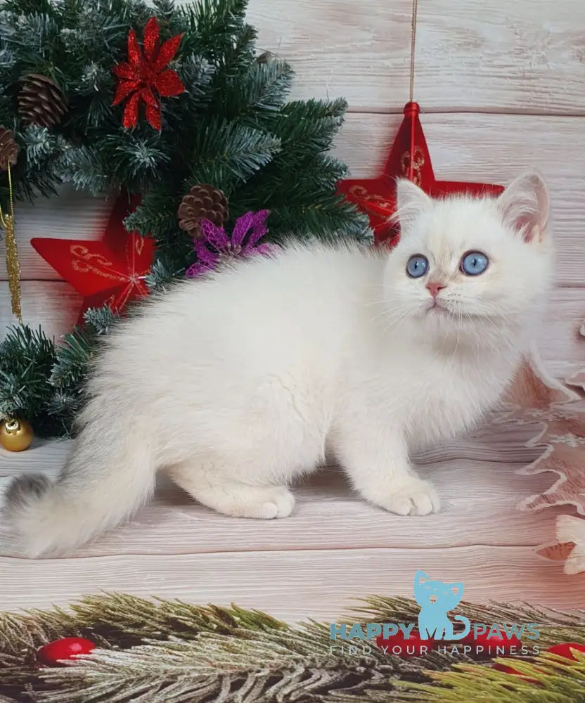 Lily British Shorthair Female Chocolate Golden Chinchilla Pointed Live Animals