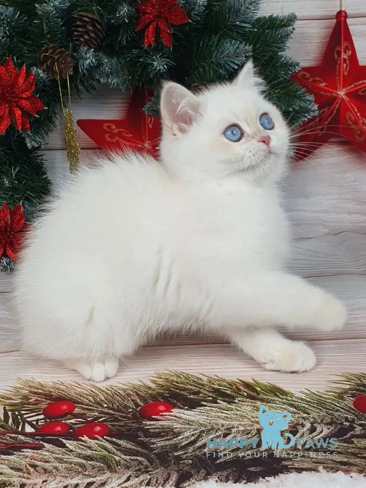 Lily British Shorthair Female Chocolate Golden Chinchilla Pointed Live Animals