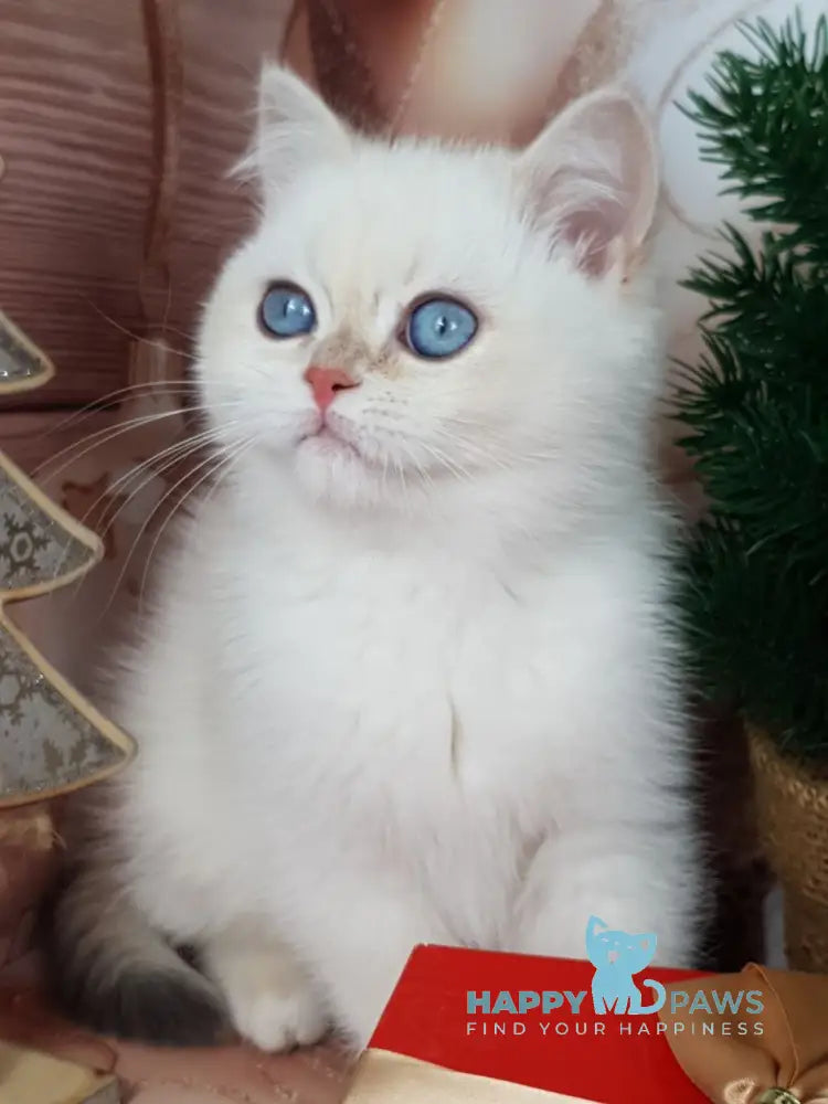 Lily British Shorthair Female Chocolate Golden Chinchilla Pointed Live Animals