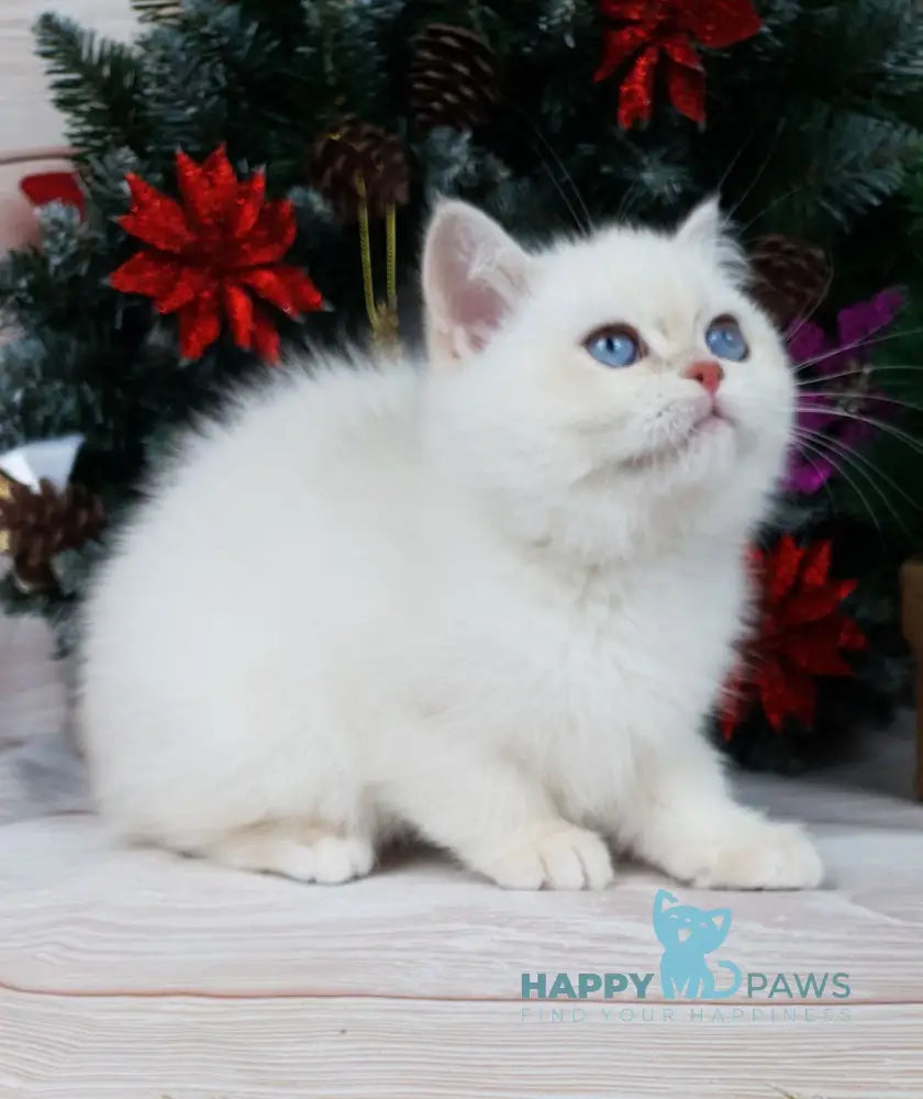 Lily British Shorthair Female Chocolate Golden Chinchilla Pointed Live Animals