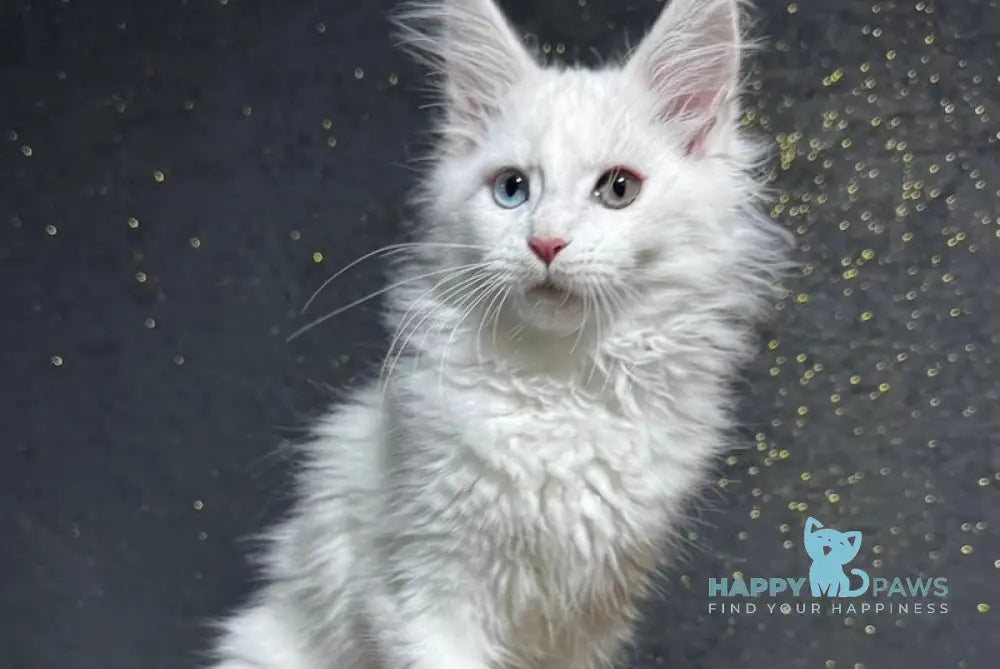 Limba Maine Coon Female White Live Animals