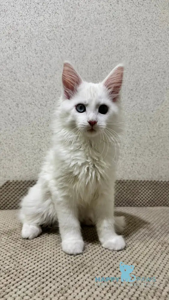 Limba Maine Coon Female White Live Animals