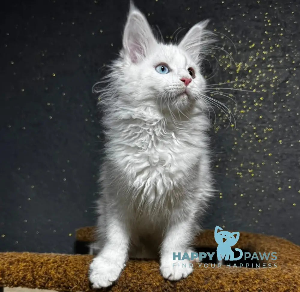 Limba Maine Coon Female White Live Animals