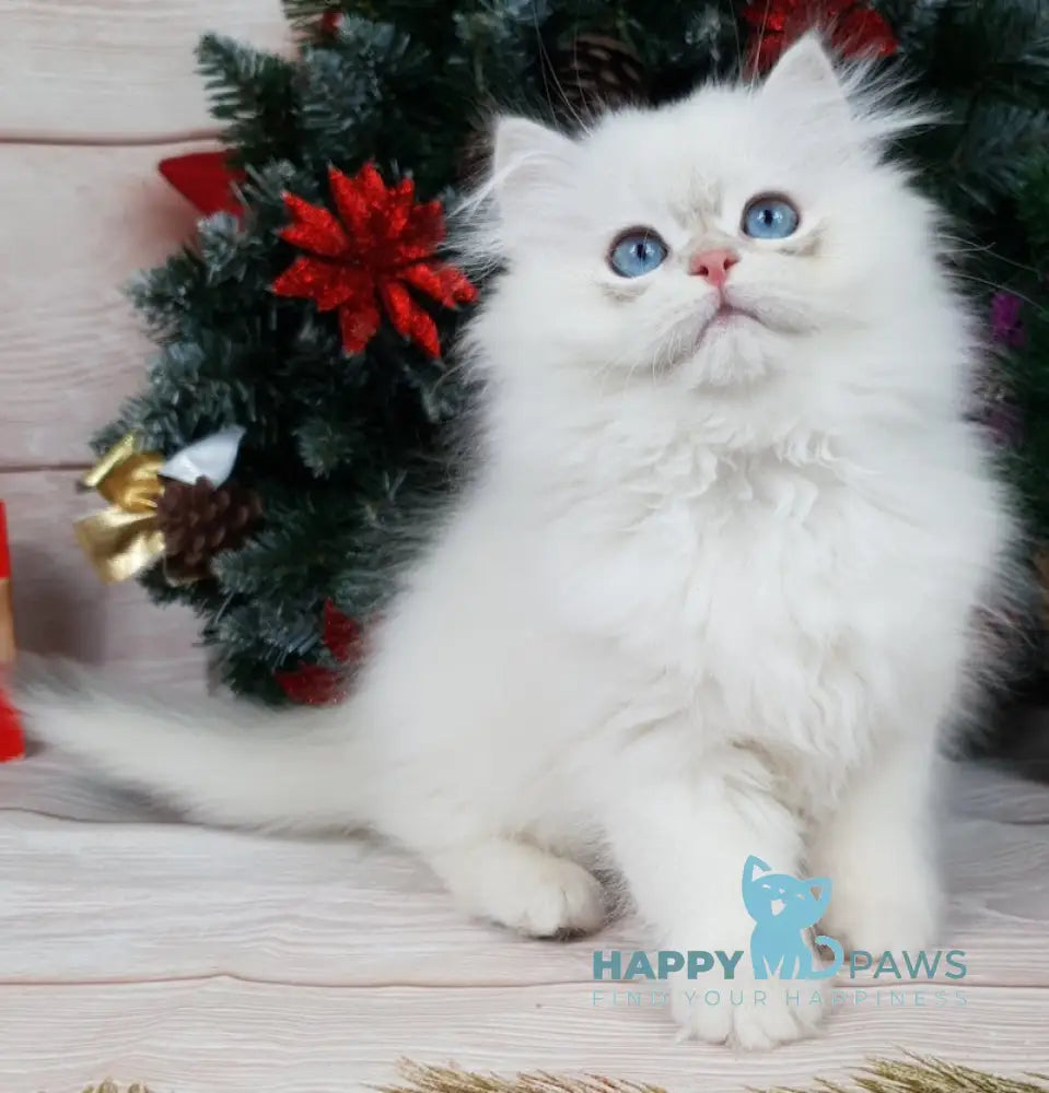 Lime British Longhair Male Blue Golden Chinchilla Pointed Live Animals