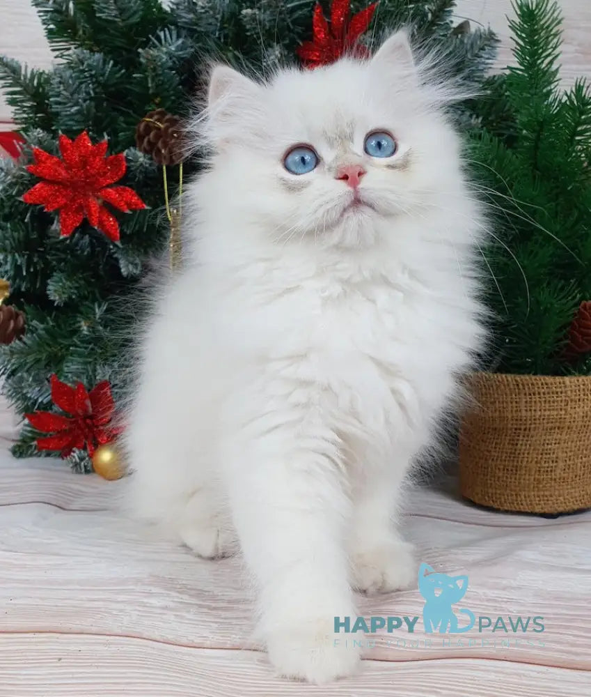 Lime British Longhair Male Blue Golden Chinchilla Pointed Live Animals