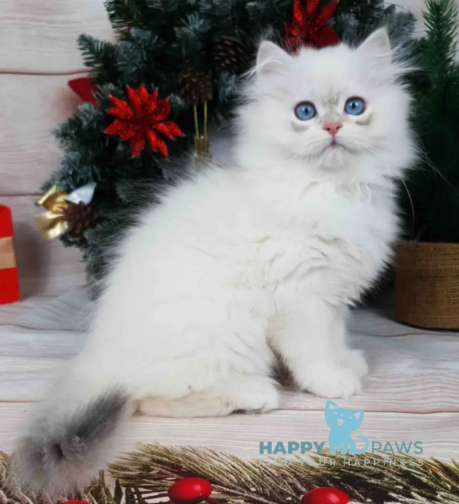 Lime British Longhair Male Blue Golden Chinchilla Pointed Live Animals