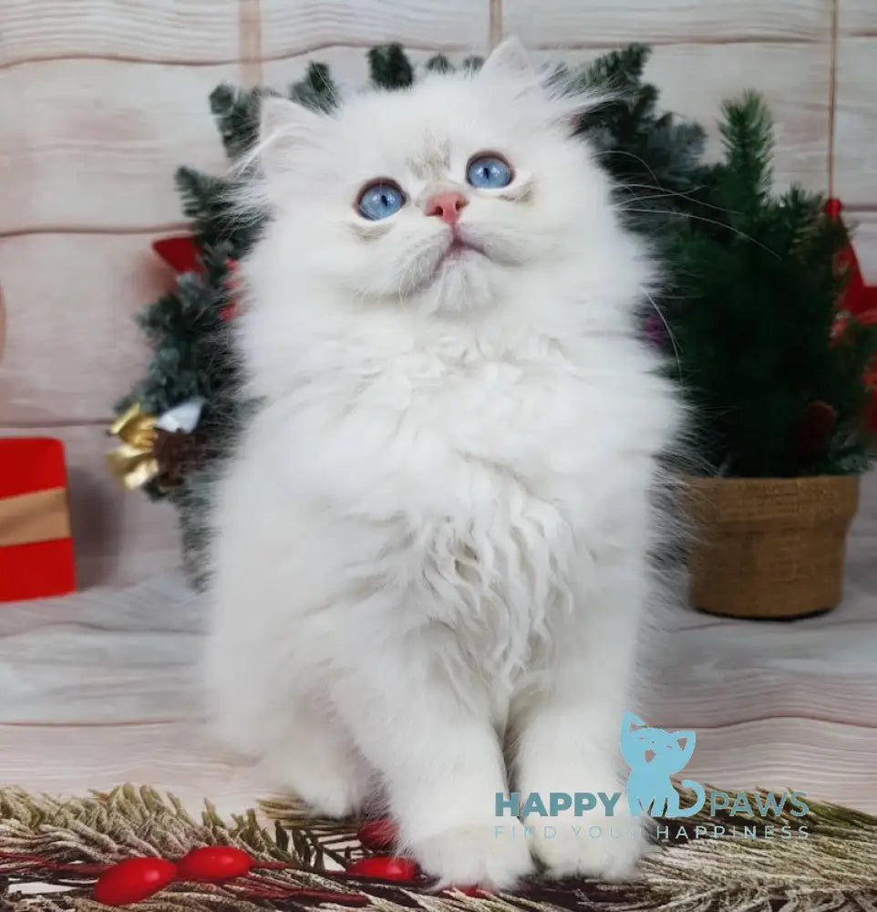 Lime British Longhair Male Blue Golden Chinchilla Pointed Live Animals