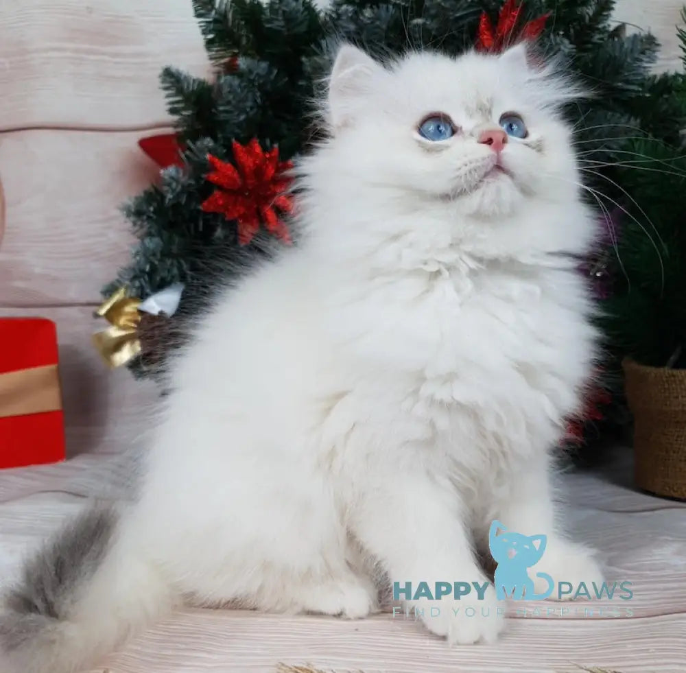 Lime British Longhair Male Blue Golden Chinchilla Pointed Live Animals