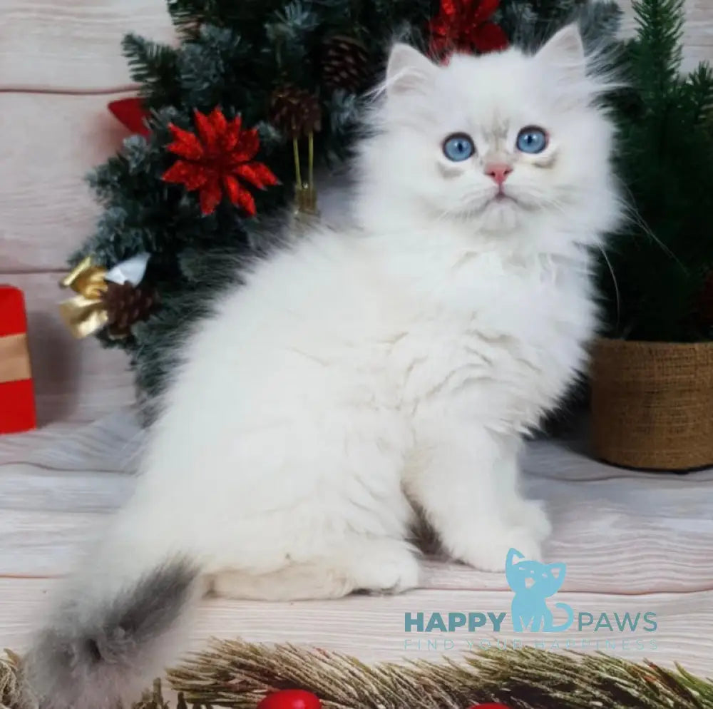 Lime British Longhair Male Blue Golden Chinchilla Pointed Live Animals