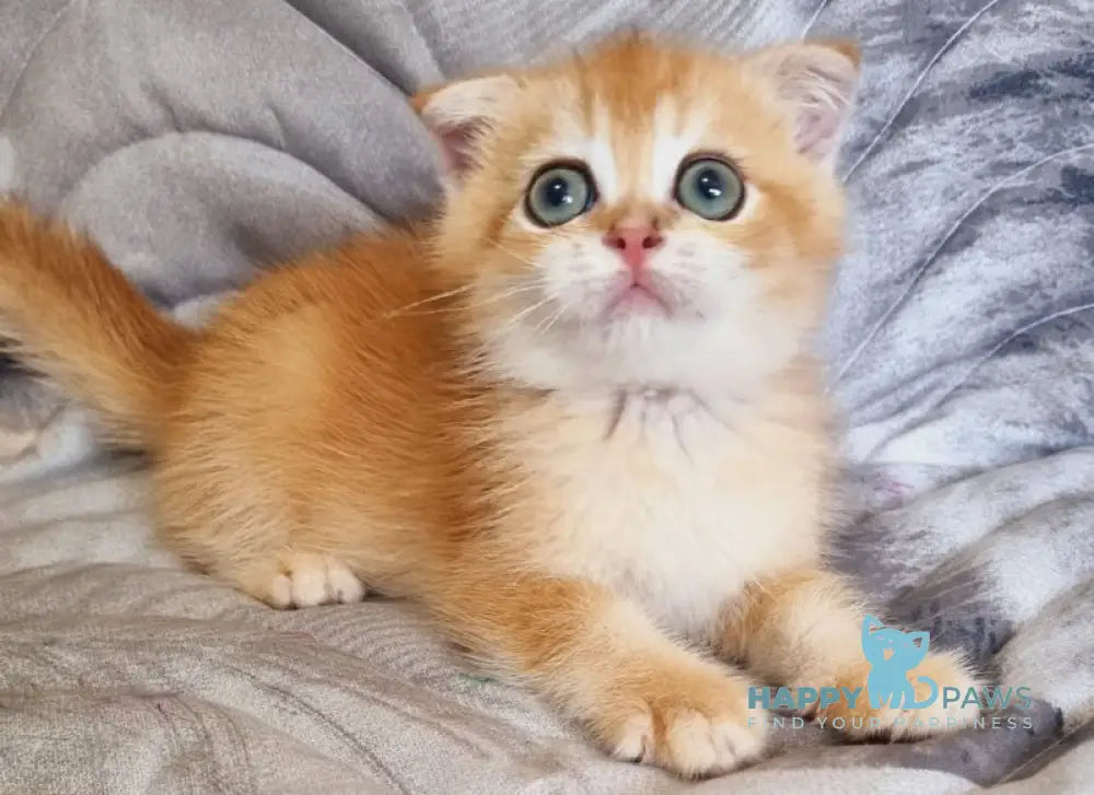 Lion Scottish Fold Male Black Golden Chinchilla Live Animals