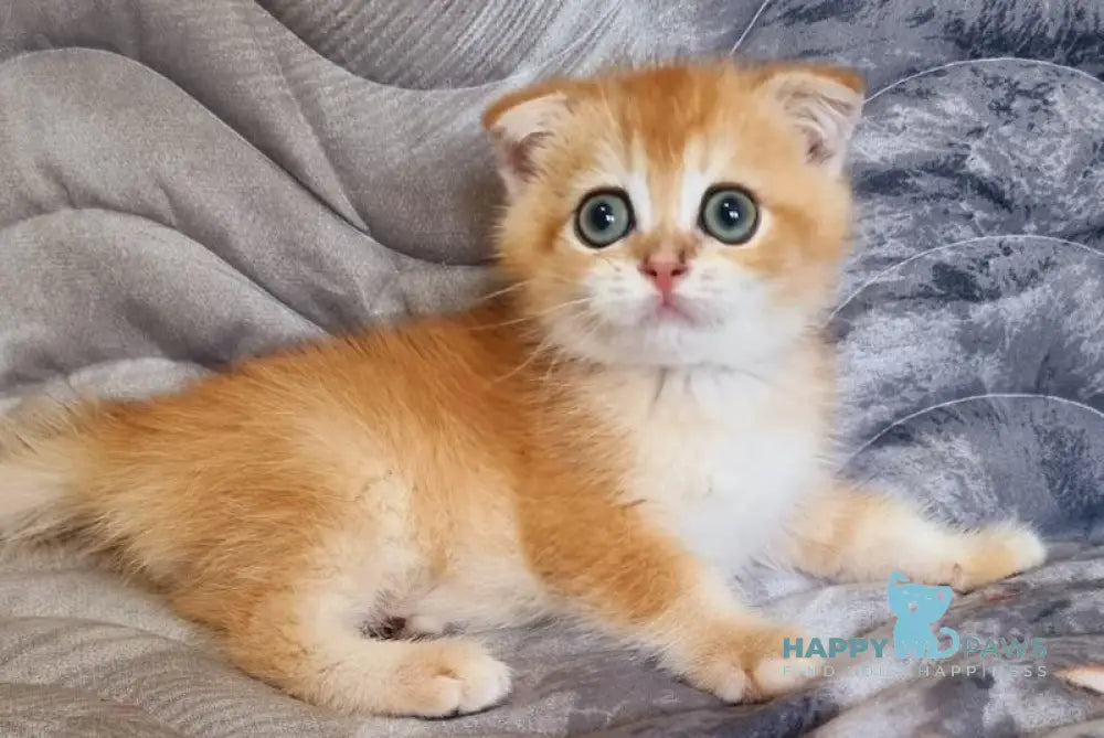 Lion Scottish Fold Male Black Golden Chinchilla Live Animals