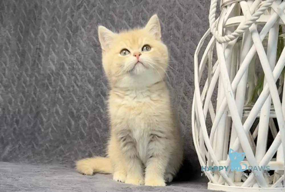 Livara British Shorthair Female Lilac Golden Shaded Live Animals