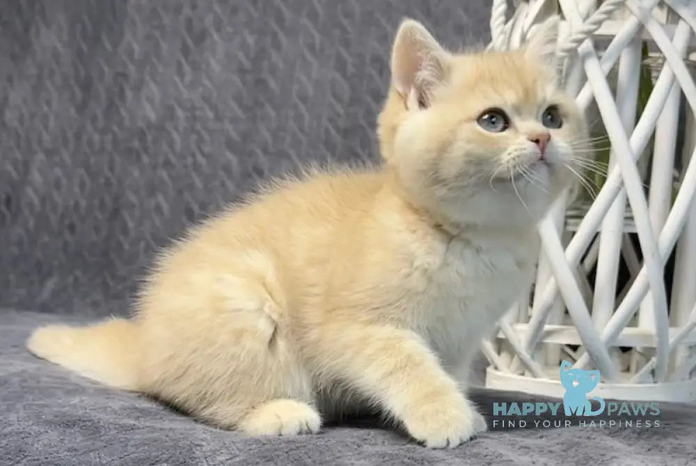 Livara British Shorthair Female Lilac Golden Shaded Live Animals