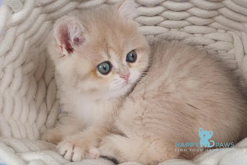 Lolita British Shorthair Female Blue Golden Chinchilla Live Animals