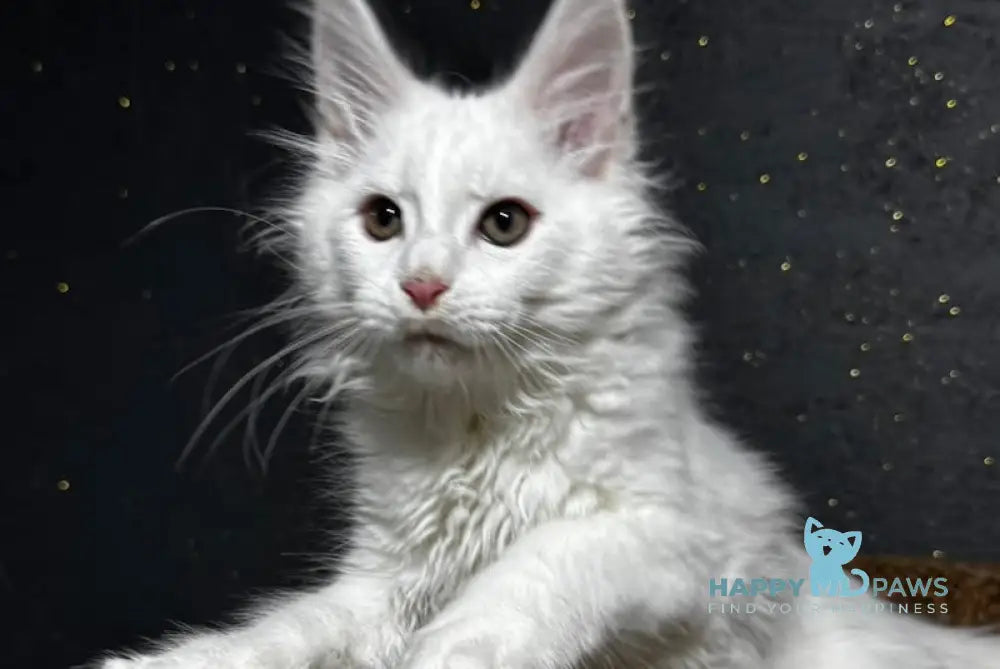 Lord Maine Coon Male White Live Animals