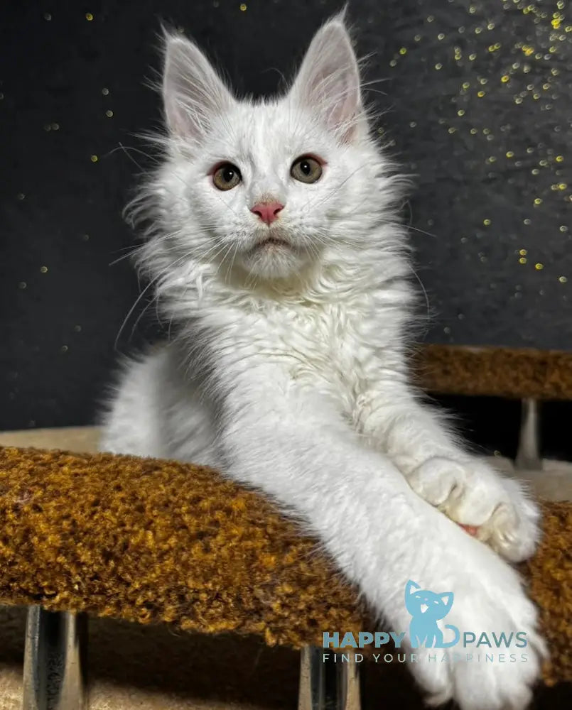 Lord Maine Coon Male White Live Animals