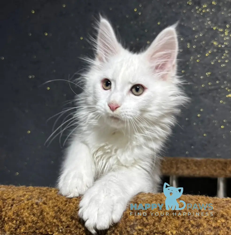 Lord Maine Coon Male White Live Animals