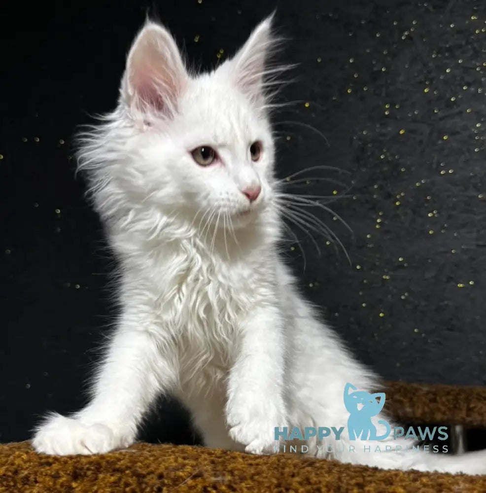 Lord Maine Coon Male White Live Animals