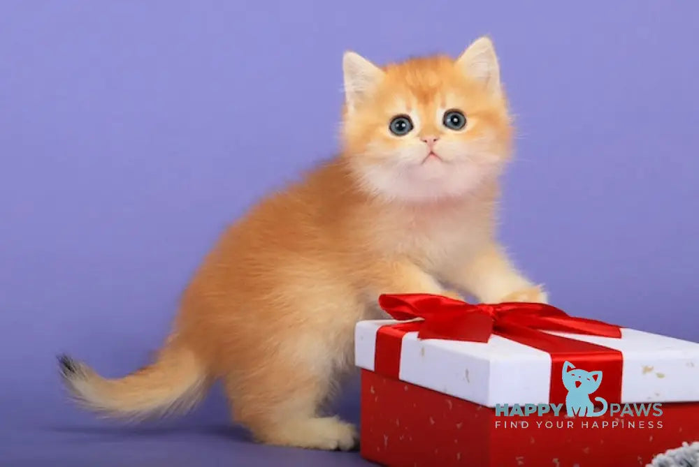 Luchik British Shorthair Male Black Golden Chinchilla Live Animals