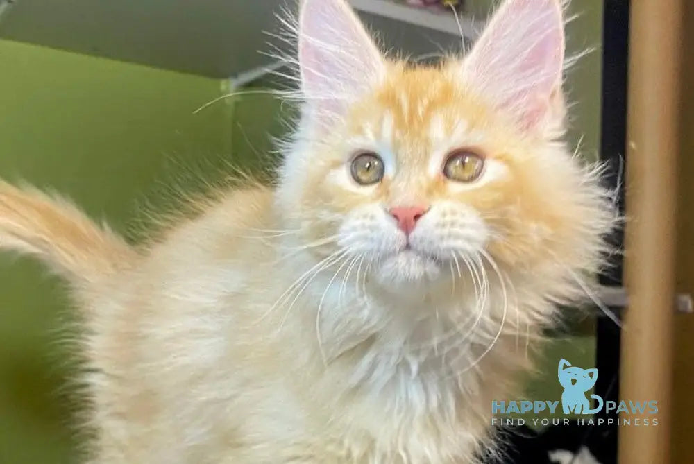 Lucia Maine Coon Female Red Silver Tabby Live Animals