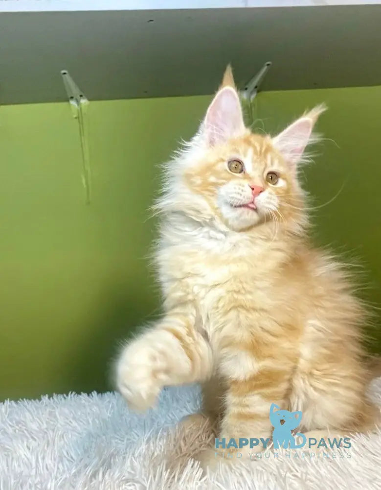 Lucia Maine Coon Female Red Silver Tabby Live Animals