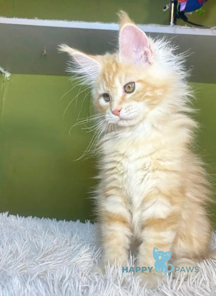 Lucia Maine Coon Female Red Silver Tabby Live Animals