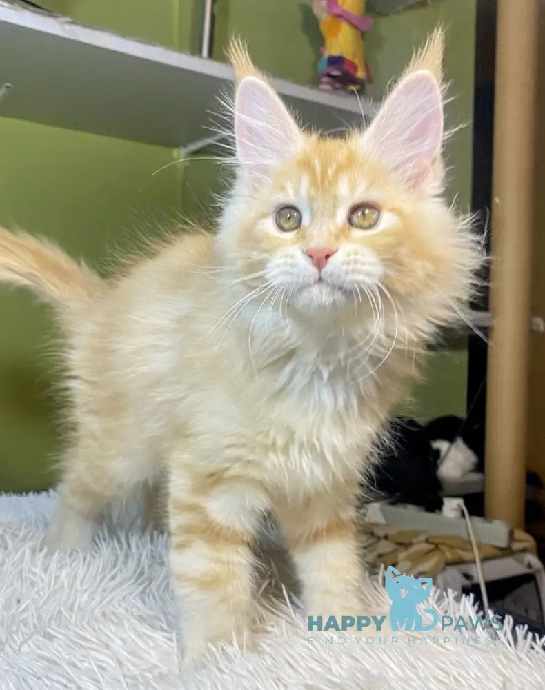 Lucia Maine Coon Female Red Silver Tabby Live Animals