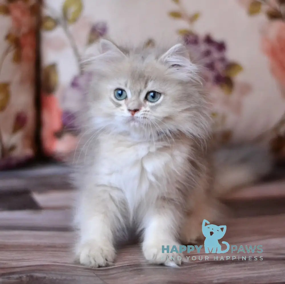 Lucky British Longhair Male Blue Golden Shaded Live Animals