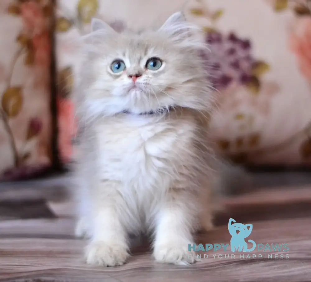 Lucky British Longhair Male Blue Golden Shaded Live Animals