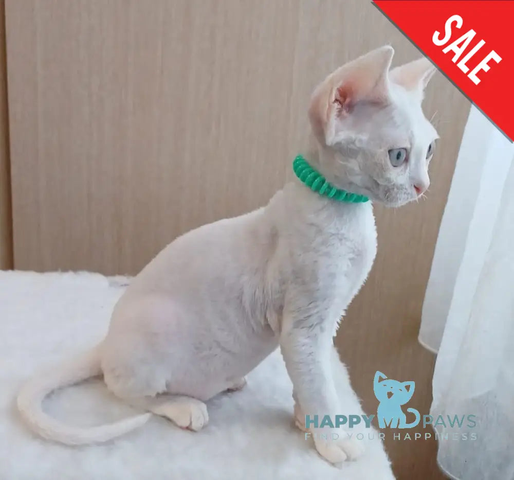 Lucky Devon Rex Male White Live Animals