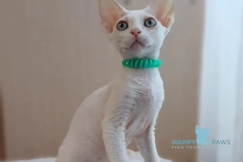 Lucky Devon Rex Male White Live Animals