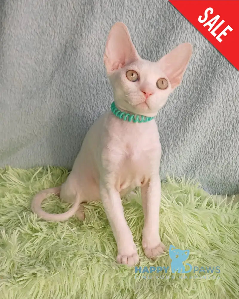 Lucky Devon Rex Male White Live Animals