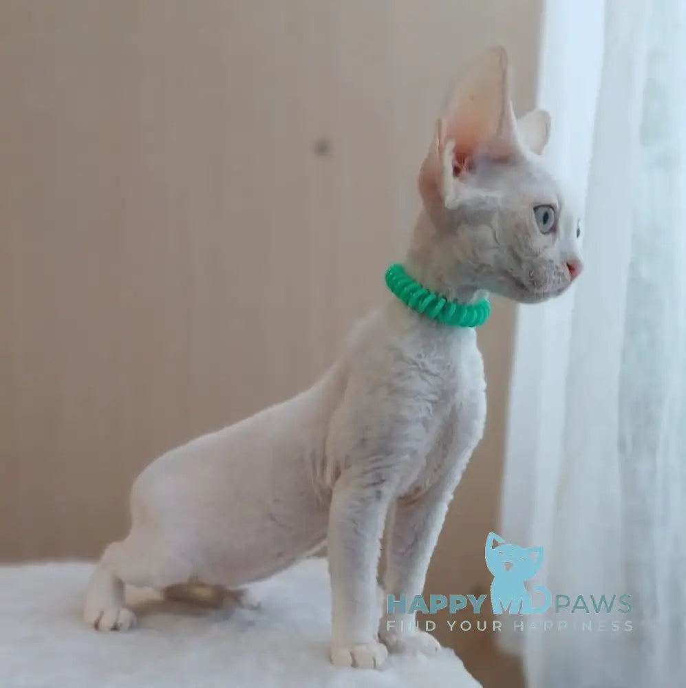 Lucky Devon Rex Male White Live Animals