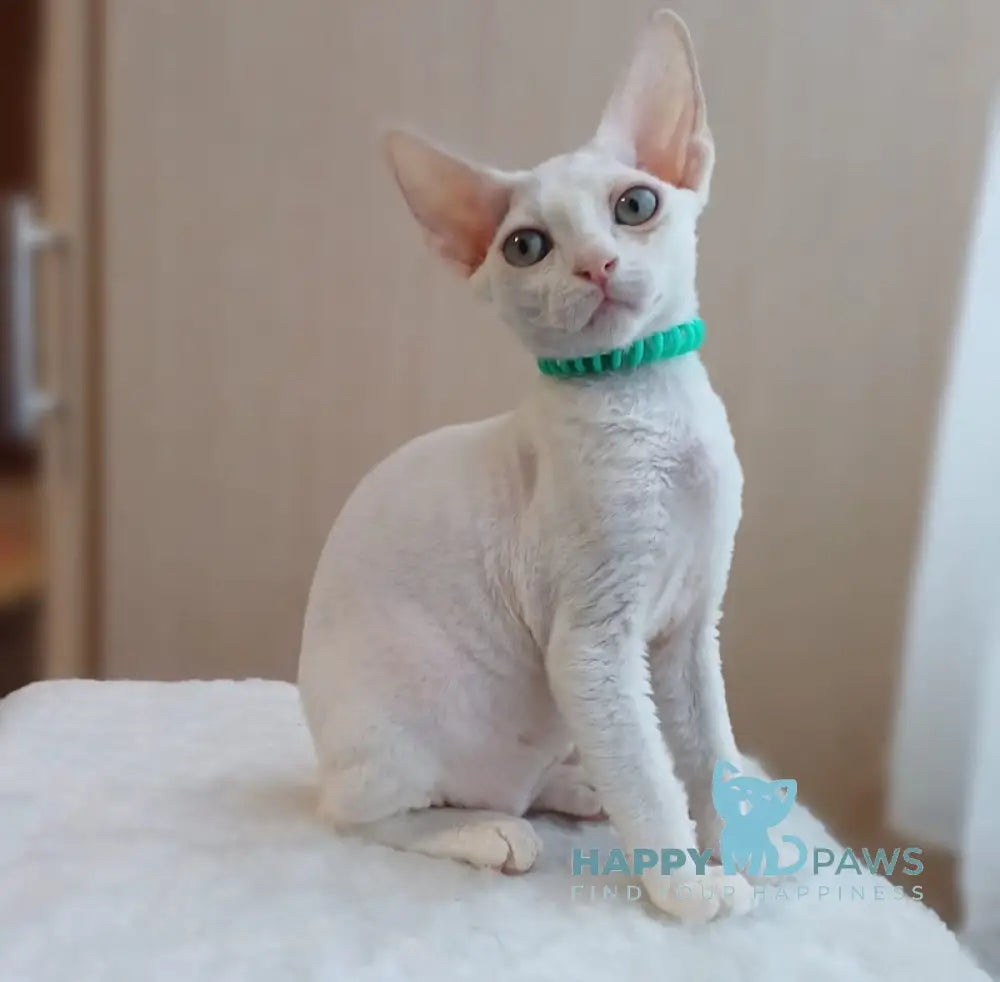 Lucky Devon Rex Male White Live Animals