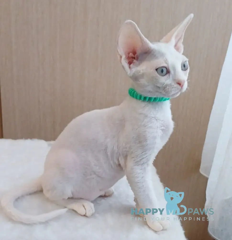 Lucky Devon Rex Male White Live Animals